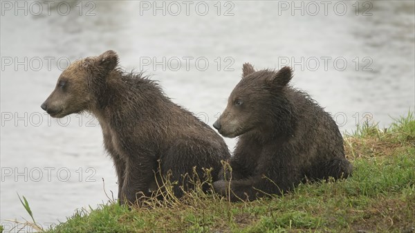 Two brown bear cubs by the river, Kamchatka, Russia, Europe