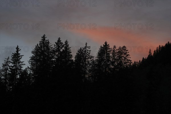 Fir forest at nightfall