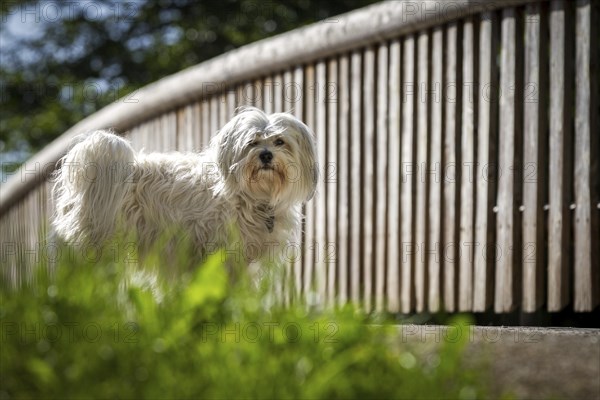 White Havanese standing in front of a bridge