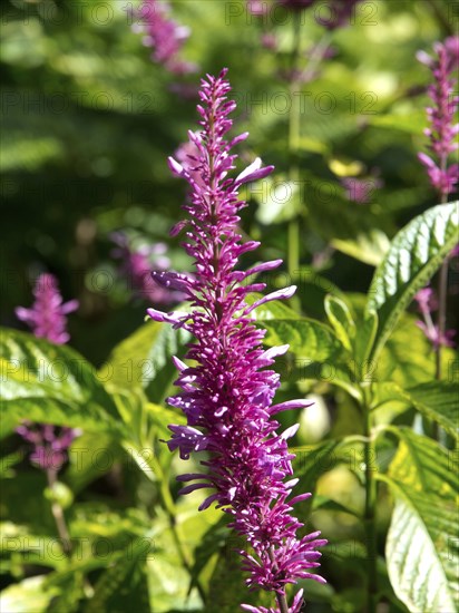 Close-up of a purple flower with green leaves in a summer garden, puerto de la cruz, tenerife,