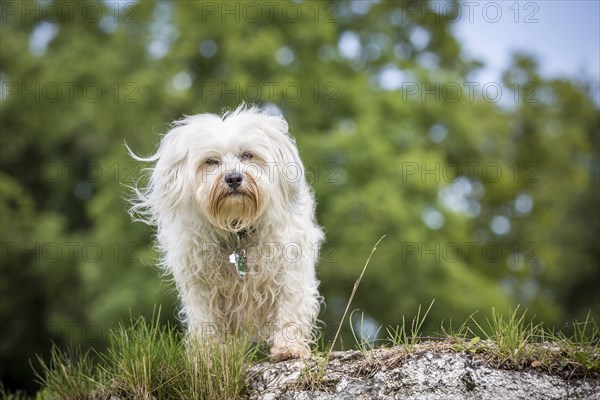 Small white Havanese stands on a stone and lets the wind blow through his fur