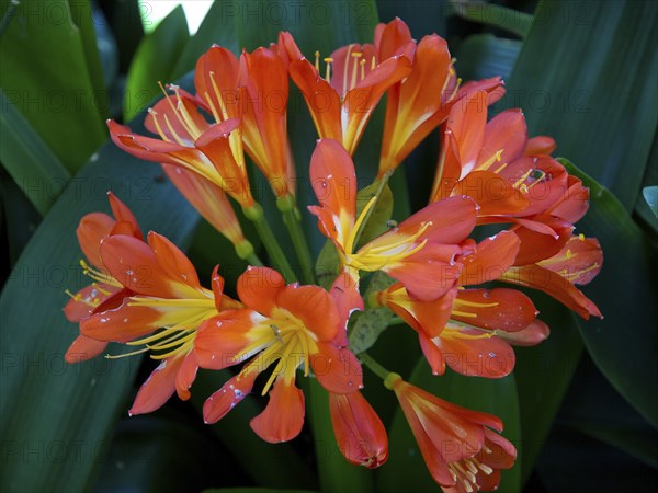 Orange flowers with yellow centres blooming on green leaves, puerto de la cruz, tenerife, spain
