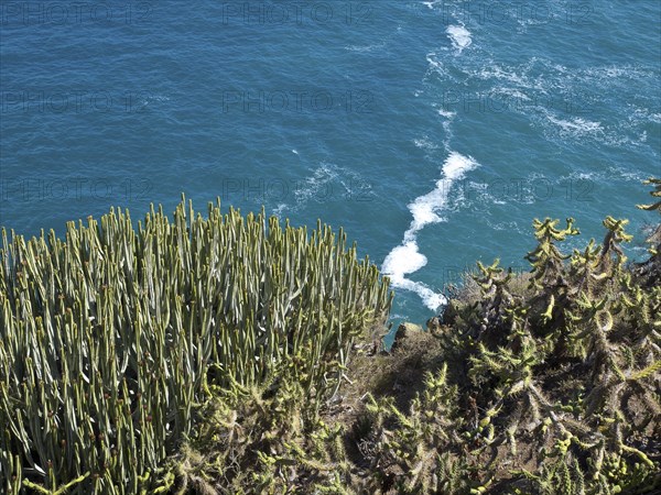 Blü ocean with waves crashing against a cliff covered in cactus plants, puerto de la cruz,