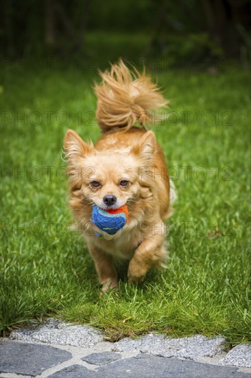 Small brown mixed-breed dog with ball on a green meadow in the garden