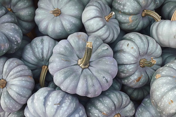 Banner with pastel green muscade pumpkins. Generative AI, AI generated
