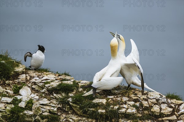 Northern Gannet, Morus bassanus and Razorbill, Alca Torda, birds on cliff, Bempton Cliffs, North