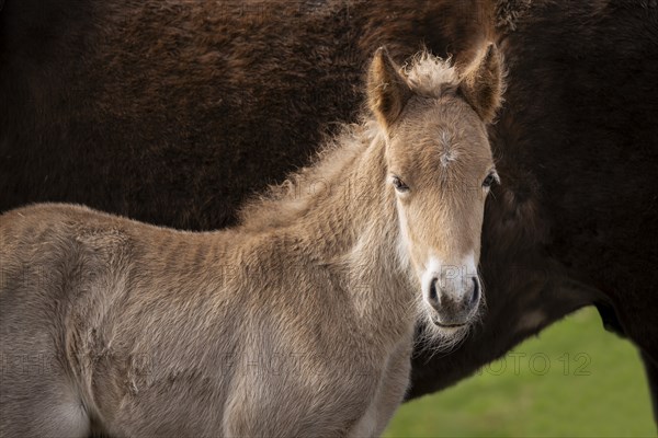 Portrait of a light brown foal of the Icelandic horse breed. The colour is isabella, the white area