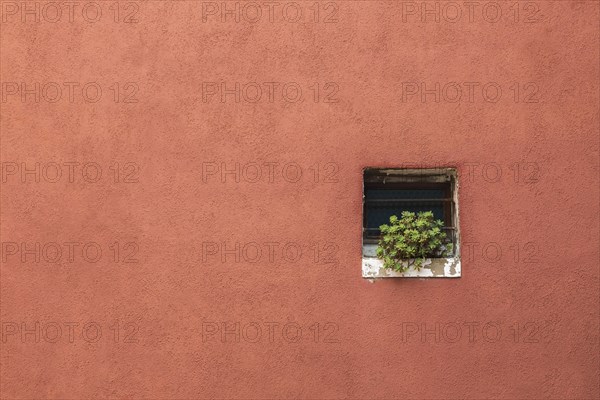 Salmon coloured stucco exterior house wall with green succulent plant on windowsill, Burano Island,