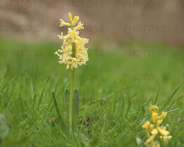 Yellow garden hyacinth (Hyacinthus), flowering in a meadow, inflorescence, Siegerland, North