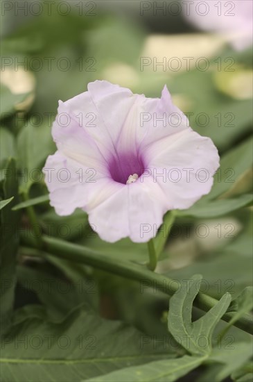 Pruning bindweed (Ipomoea platensis, Convolvulus platensis), flower, native to South America,