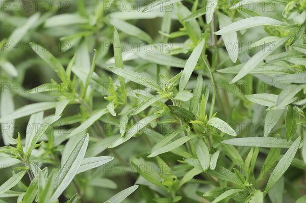 Summer savoury or summer savory (Satureja hortensis), medicinal and aromatic plant, North