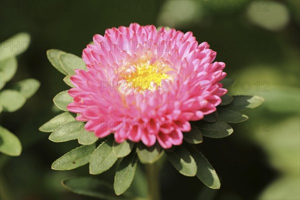 China aster (Callistephus chinensis), flower, ornamental plant, North Rhine-Westphalia, Germany,
