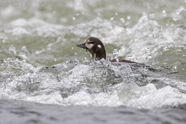 Harlequin duck (Histrionicus histrionicus), female, swimming in a raging river, Laxa River, Lake