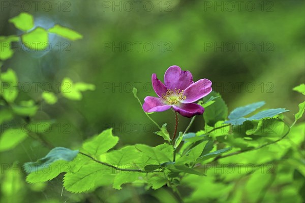 Alpine rose (Rosa pendulina L.)