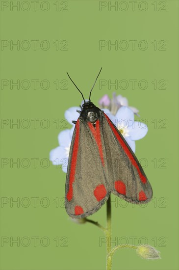 Cinnabar moth (Tyria jacobaeae), North Rhine-Westphalia, Germany, Europe