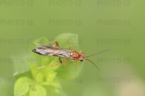 Leaf wasp (Tenthredopsis spec.), North Rhine-Westphalia, Germany, Europe