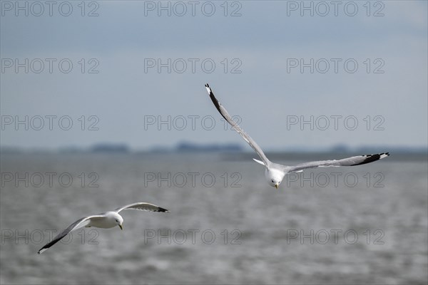 Seagulls in flight, in the background Hallig Hooge, North Frisia, Schleswig-Holstein, Germany,