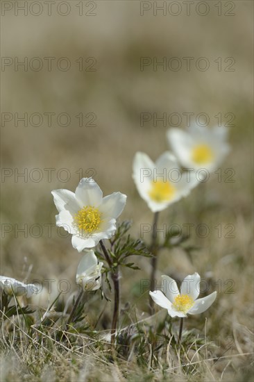 Alpine pasqueflower (Pulsatilla alpina) flowers on a meadow in the alps, Styria
