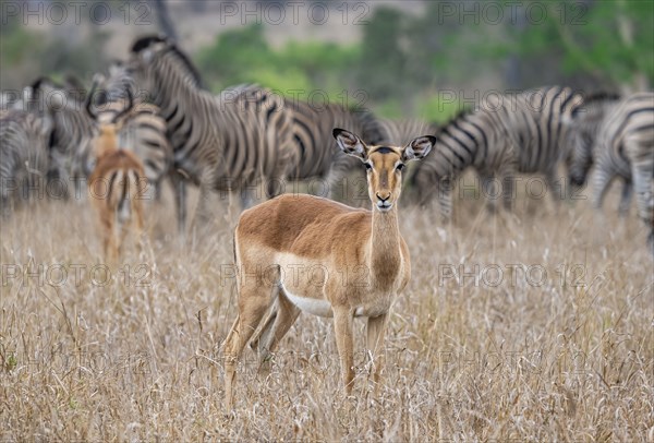 Impala (Aepyceros melampus), adult female in tall grass, Black Heeler Antelope, Kruger National