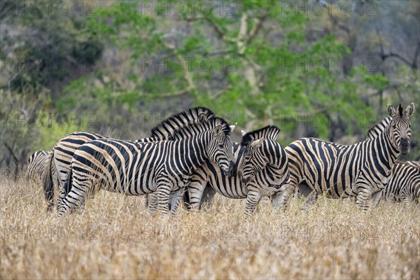 Plains zebras (Equus quagga), cuddling, heads together, in high grass, Kruger National Park, South
