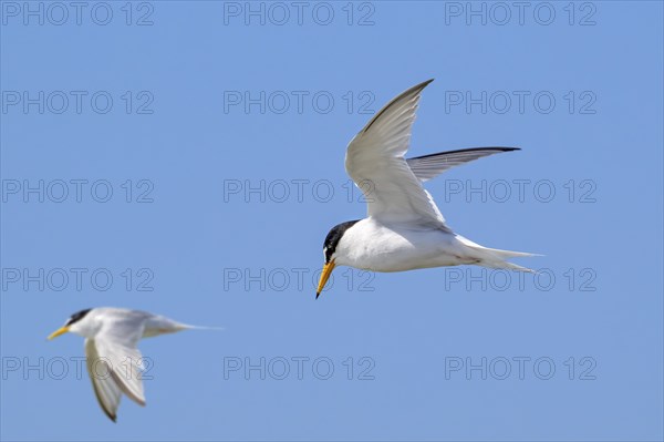 Two little terns (Sternula albifrons, Sterna albifrons) in breeding plumage in flight against blue