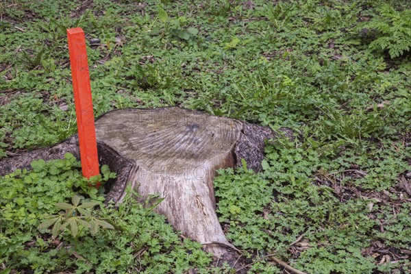 Cut deciduous tree trunk and orange painted wooden stake in spring, Quebec, Canada, North America