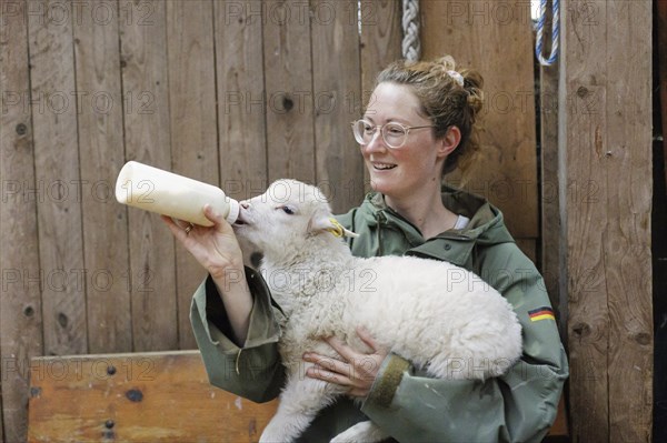 Young woman gives a lamb a bottle of milk in her arms, North Sea island of Borkum, 18.05.2024.