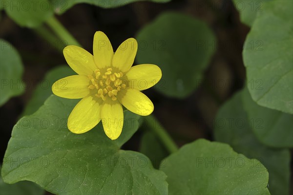 Lesser celandine (Ficaria verna), yellow flower, medicinal plant, close-up, North Rhine-Westphalia,