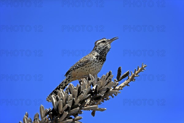 Cactus wren (Campylorhynchus brunneicapillus), adult, on wait, singing, Sonoran Desert, Arizona,