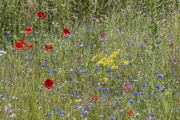 Flower meadow with poppy flower (Papaver rhoeas) and cornflowers (Centaurea cyanea), Emsland, Lower