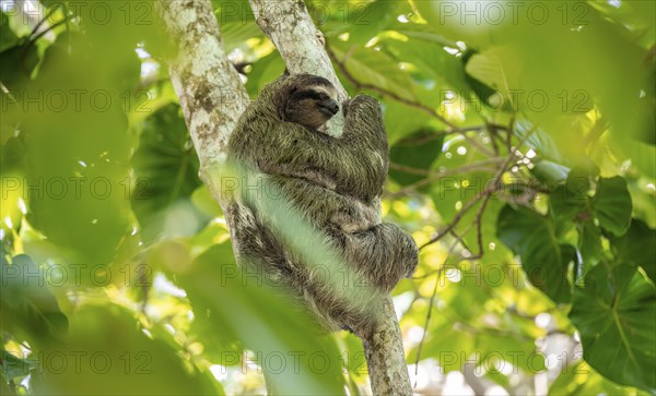 Brown-throated sloth (Bradypus variegatus) on a branch, Cahuita National Park, Costa Rica, Central