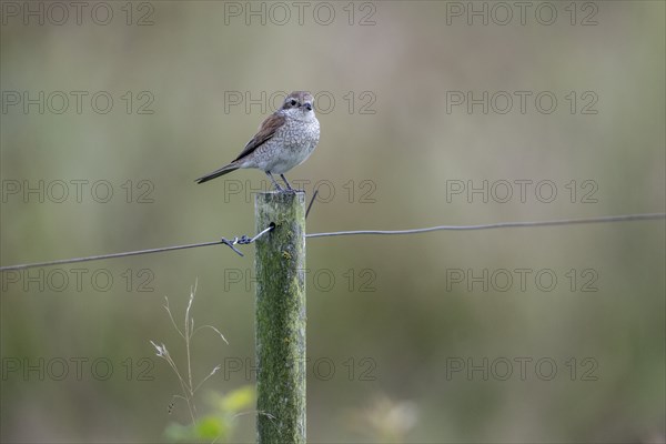 Red-backed shrike (Lanius collurio) female, Emsland, Lower Saxony, Germany, Europe