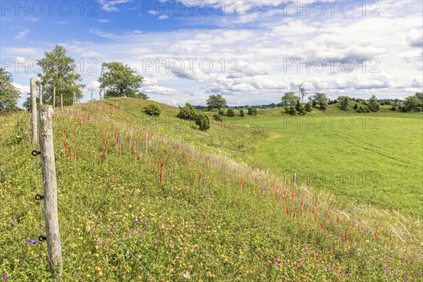 Nature reserve with flags for counting feather grass (Stipa pennata) on a flowering ridge in a