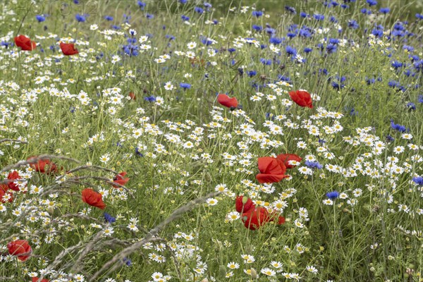 Poppy flower (Papaver Rhoeas), cornflower (Centaurea cyanea) and Scentless mayweed