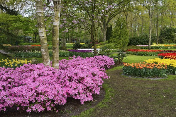 Tulips (Tulipa) and Japanese azaleas (Rhododendron) at Keukenhof, Lisse, South Holland