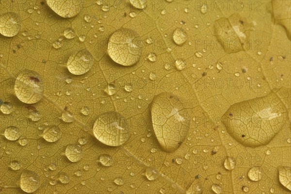 Close-up of yellow poplar leaves with water droplets conveying autumn atmosphere, Spessart,