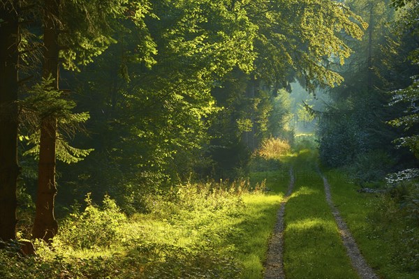 Picturesque forest path with bright sunbeams and lush greenery, a peaceful nature picture,