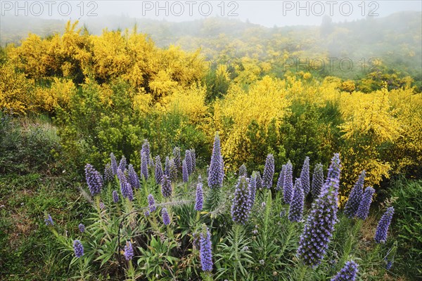 Madeira landscape with Pride of Madeira flowers and blooming Cytisus shrubs and mountains in clouds