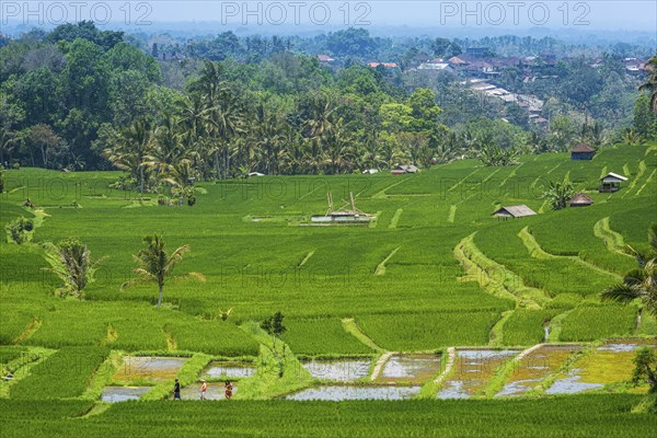 Jatiluwih, rice terrace, rice field, agriculture, export, tourism, travel, landscape, UNESCO, Bali,