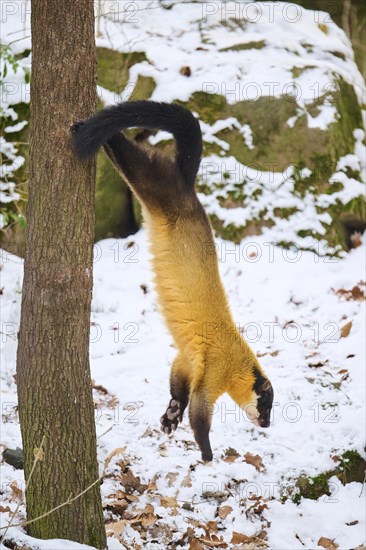 Yellow-throated marten (Martes flavigula) jumping down a tree in winter, Germany, Europe
