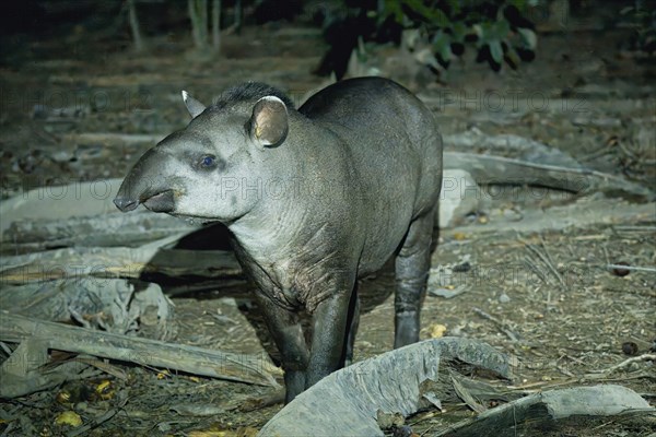 Brazilian tapir (Tapirus terrestris) in the tropical forest at night, Alta Floresta, Amazon,