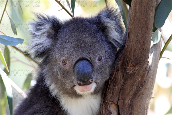 Koala (Phascolarctos cinereus), subadult, half-grown juvenile, on tree, Kangaroo Island, South