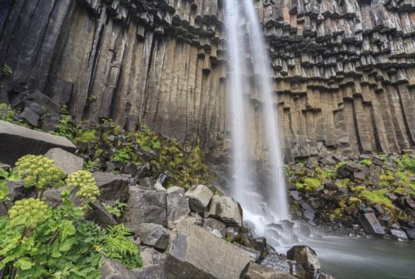 Waterfall, basalt columns, summer, angelica root (Angelica archangelica), Svartifoss, Skaftafell