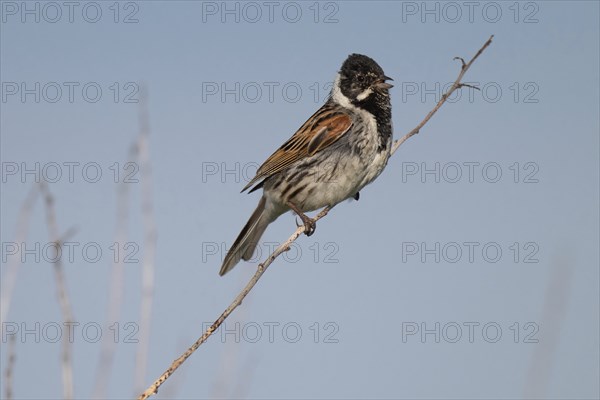Reed bunting (Emberiza schoeniclus), male sitting on a branch, animal portrait, Bagges Dæmning,
