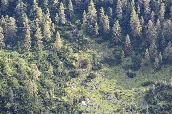Deep view of a small wooden hut in the forest with larches, Swiss stone pines and mountain pines on