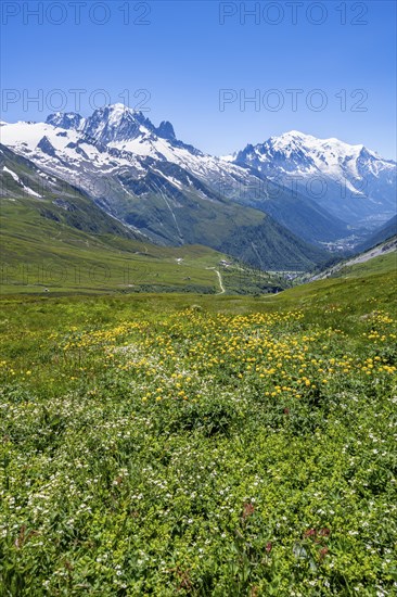 Flower meadow and mountain panorama with glaciated mountain peaks, view of Aiguille du Midi and