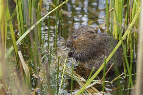 Water vole (Arvicola amphibius) adult rodent animal feeding on a reed leaf in a reedbed on a pond,