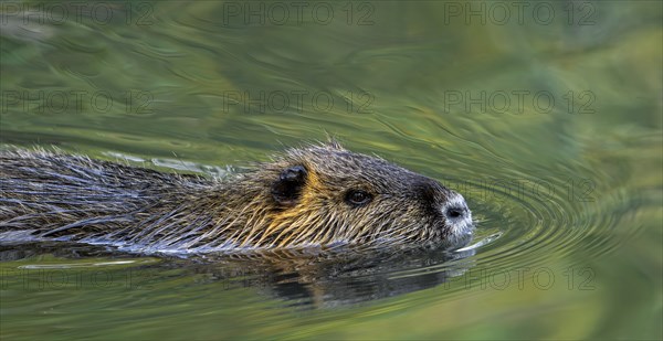 Coypu, nutria (Myocastor coypus) swimming in pond, invasive rodent in Europe, native to South