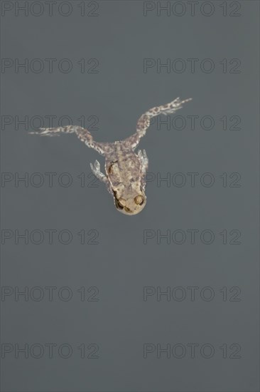 Common toad (Bufo bufo) adult amphibian swimming in a pond, England, United Kingdom, Europe