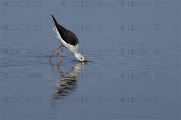 Black winged stilt (Himantopus himantopus) adult wading bird feeding in shallow water, England,